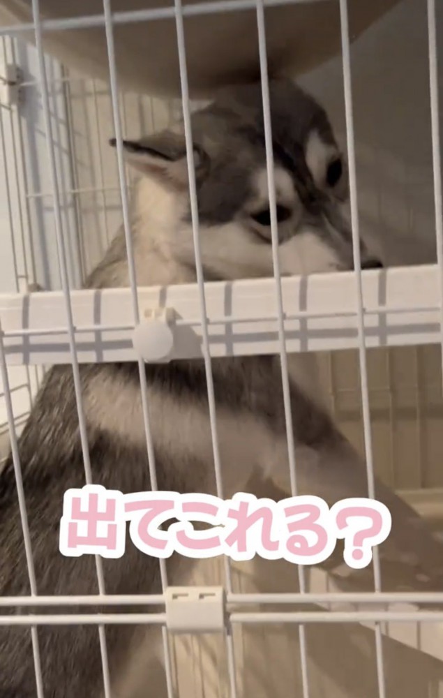 棚板に頭を寄せる犬