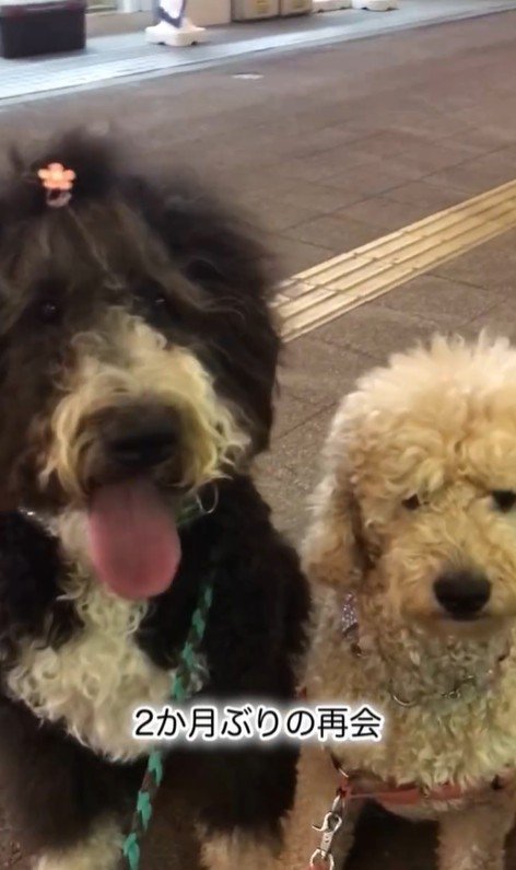 パパさんとプルミちゃん＆バニーちゃんの再会