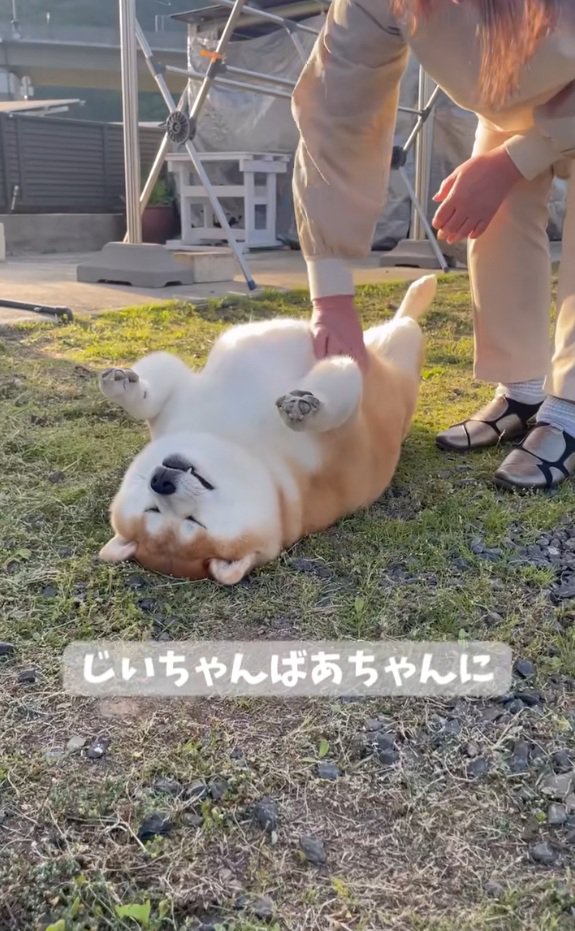 おばあちゃんに撫でられる柴雄くん