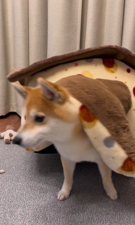 「おやつ」と聞いた文太くんの反応6