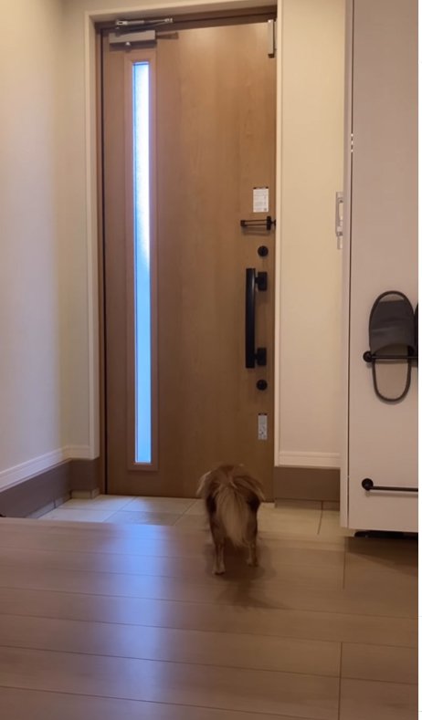 子供を見送る小型犬