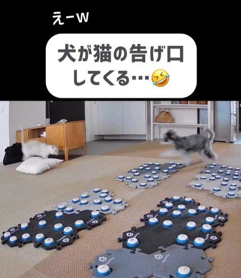 告げ口するモネちゃん