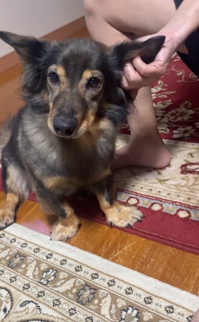 投稿主さんを見るマックくん