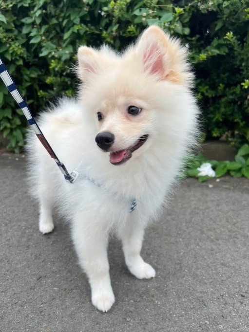 ラテくんのビフォーアフター6