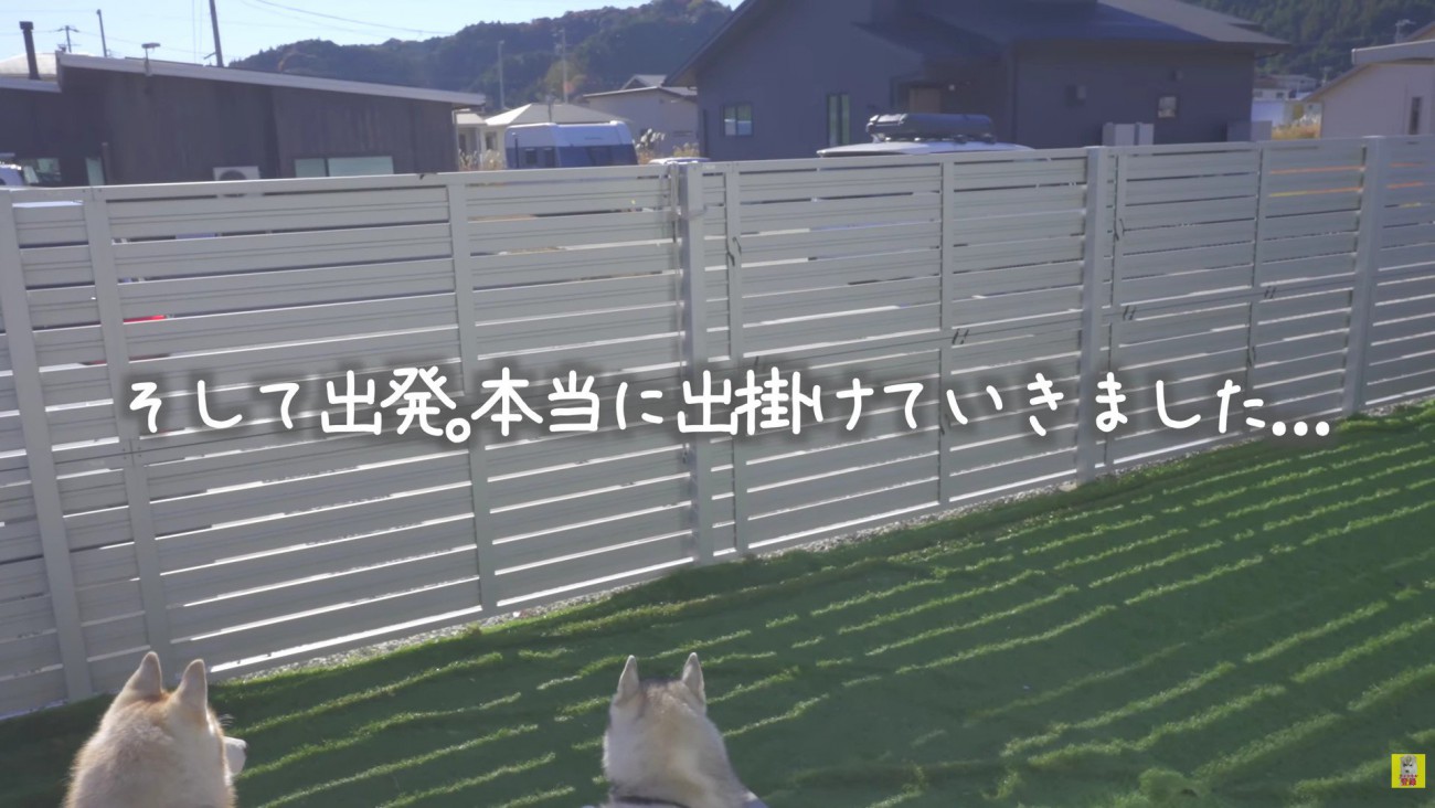 ハスキー兄妹にドッキリ企画