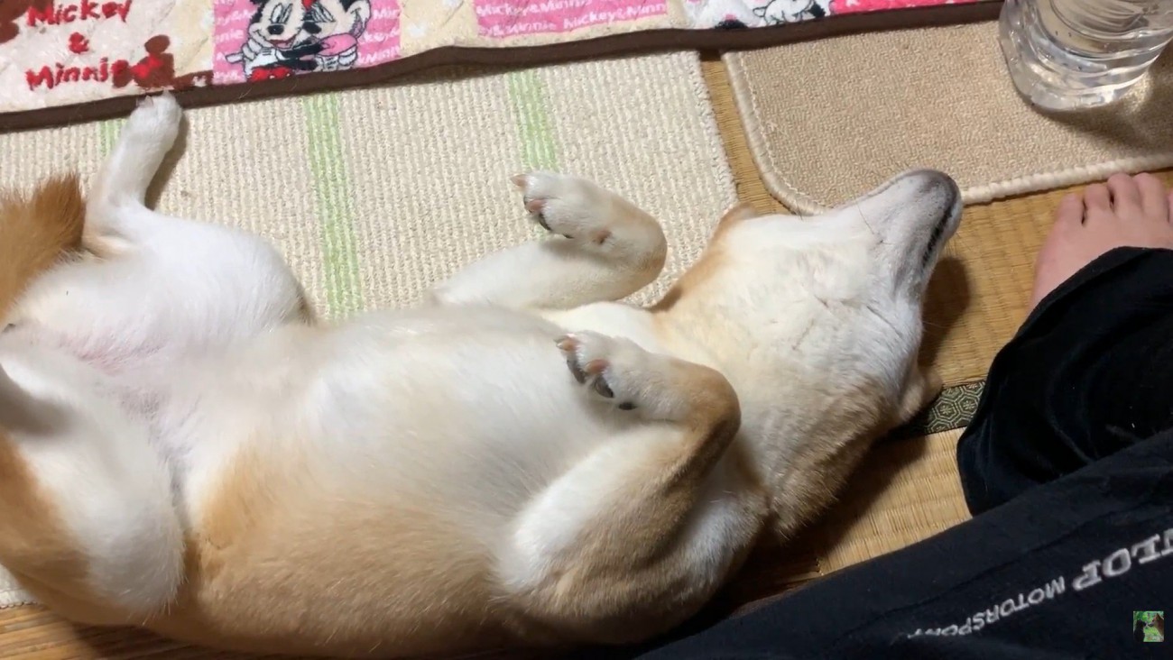 「お腹ナデナデして～♡」