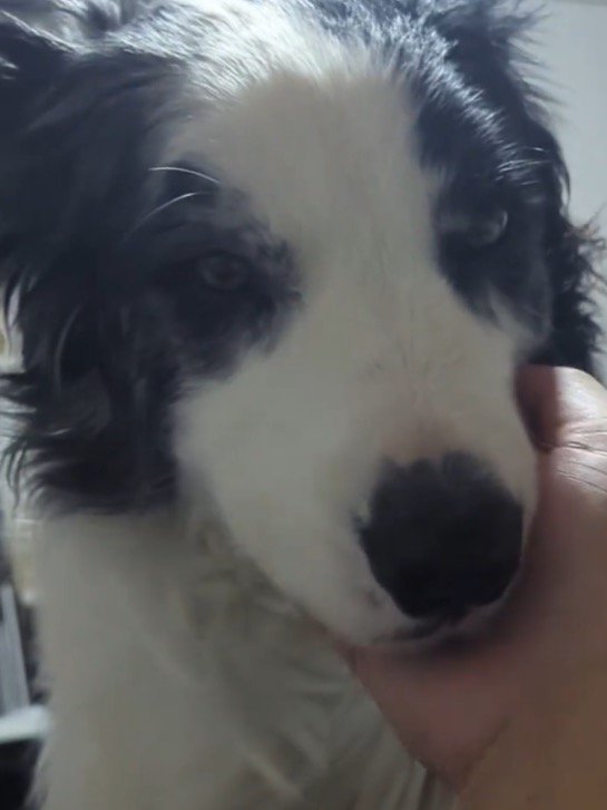 飼い主のそばで静かにしているマール模様の犬