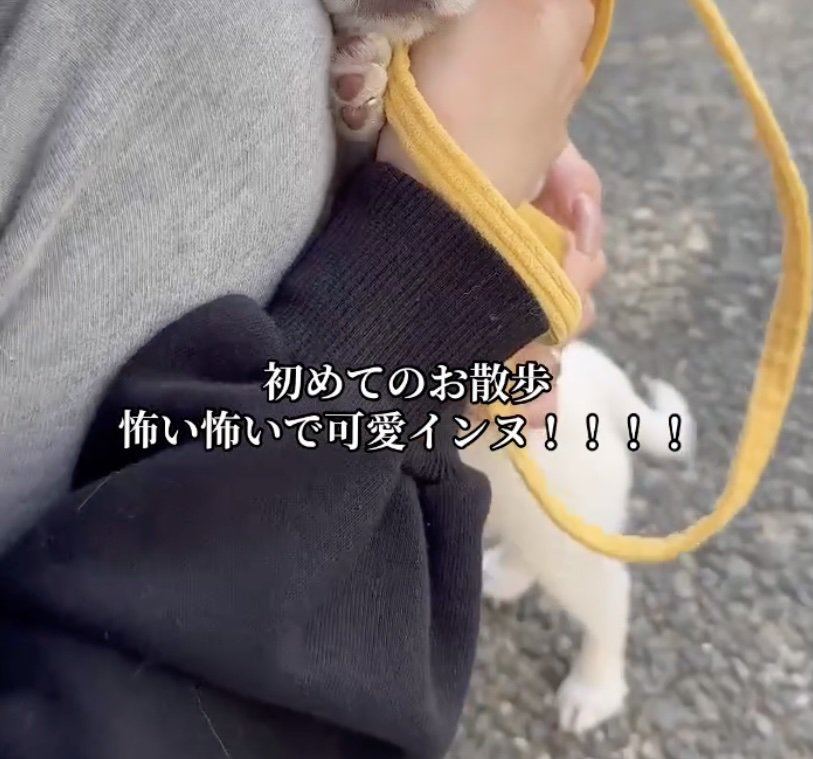 念願のお散歩デビュー！
