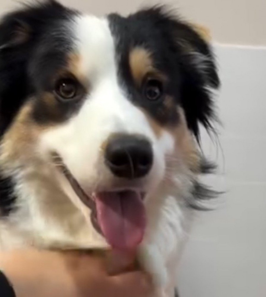 飼い主に首元を撫でられる犬