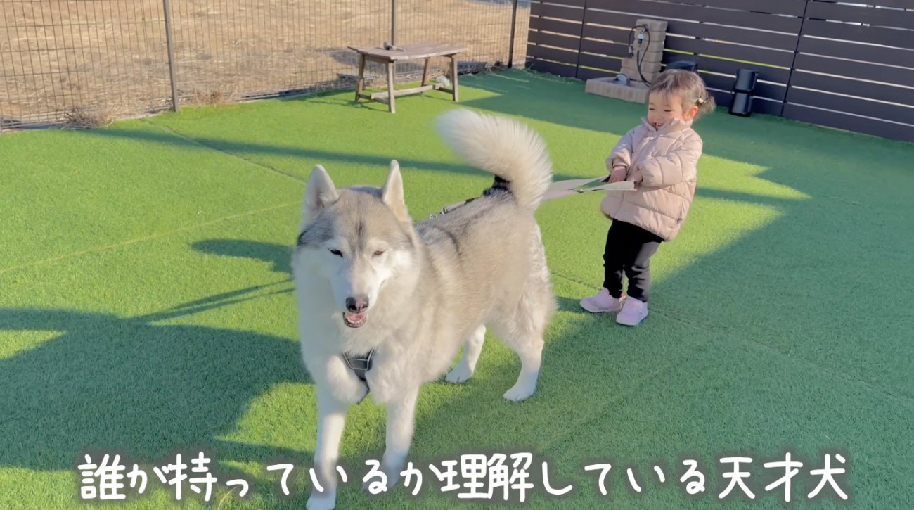 ゆっくり歩く犬