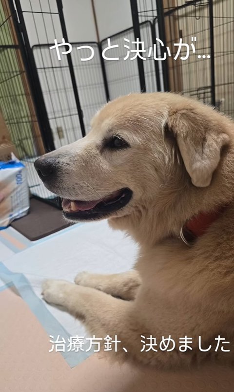 座っている大型犬