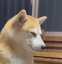 目を閉じて座る犬