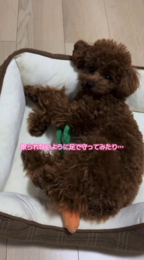 足の間にぬいぐるみを挟む犬