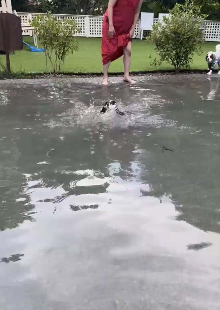 入水する犬1
