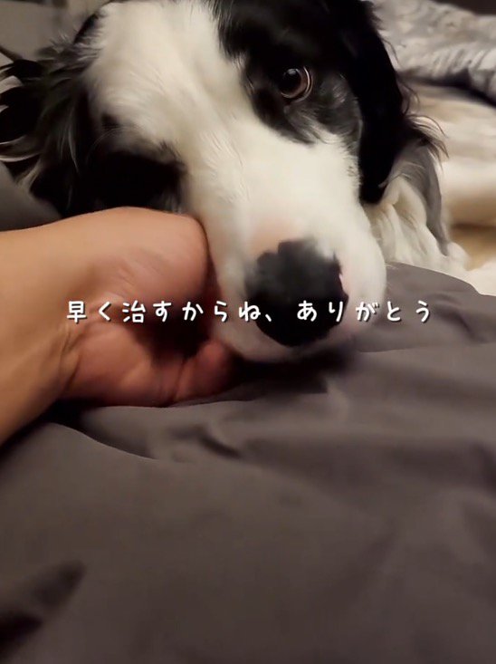 ベッドで眠っている飼い主にくっついて、飼い主の顔を見つめる犬