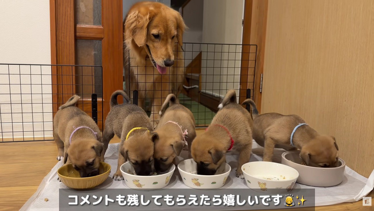子守り上手なヒナタちゃんでした