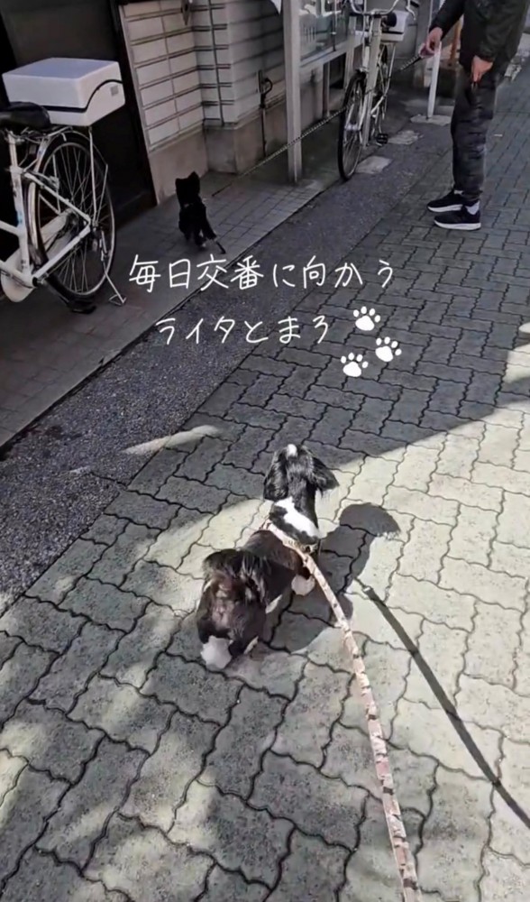 交番の前に向かう2匹の犬