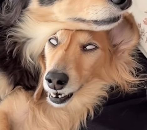 なのちゃんの衝撃的な寝顔