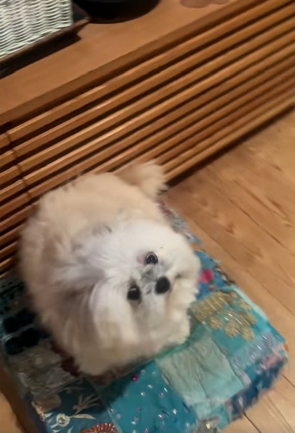 あざらしみたいなるるちゃん