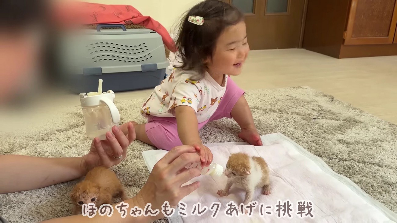 子猫のお世話にチャレンジ！