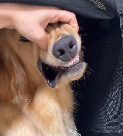 口元を見ようとする飼い主