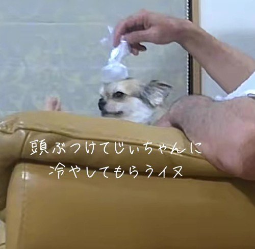 おじいちゃんが氷のうを乗せていた！