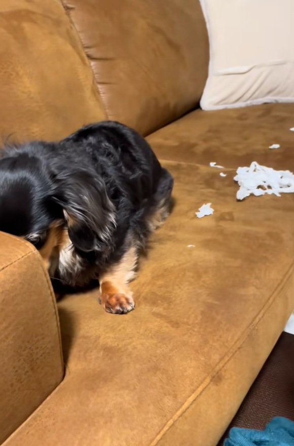 しばらく隠れるまるちゃん