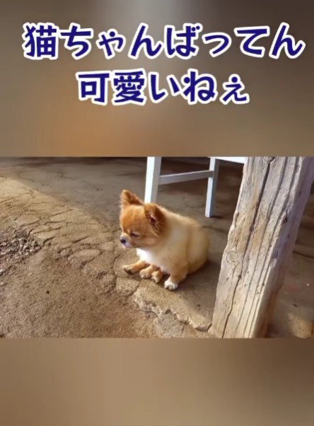 「猫ちゃん可愛いねえ」