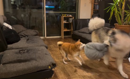 おもちゃを取り合って遊ぶ犬たち
