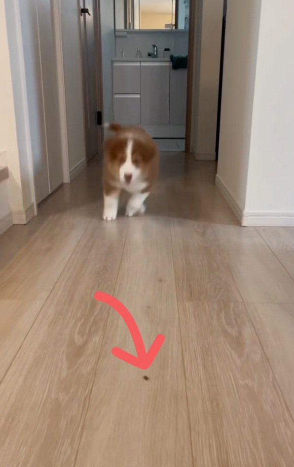 走り出すアンディ君