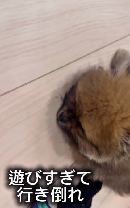 遊び疲れていただけでした