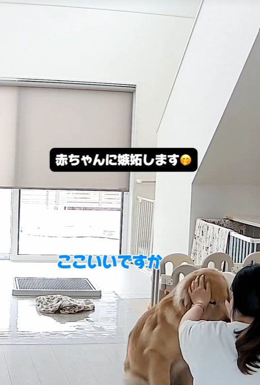 子育て中の家族とこてつ君の日常7