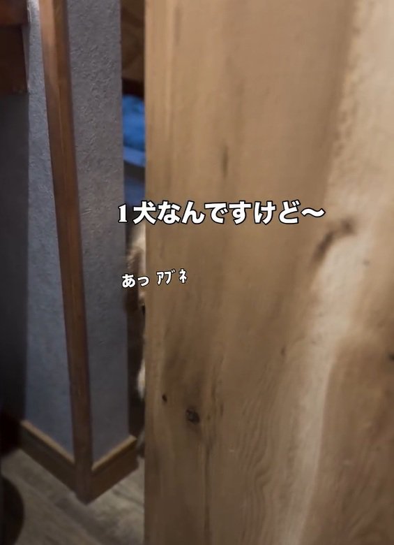 扉を閉める飼い主さん