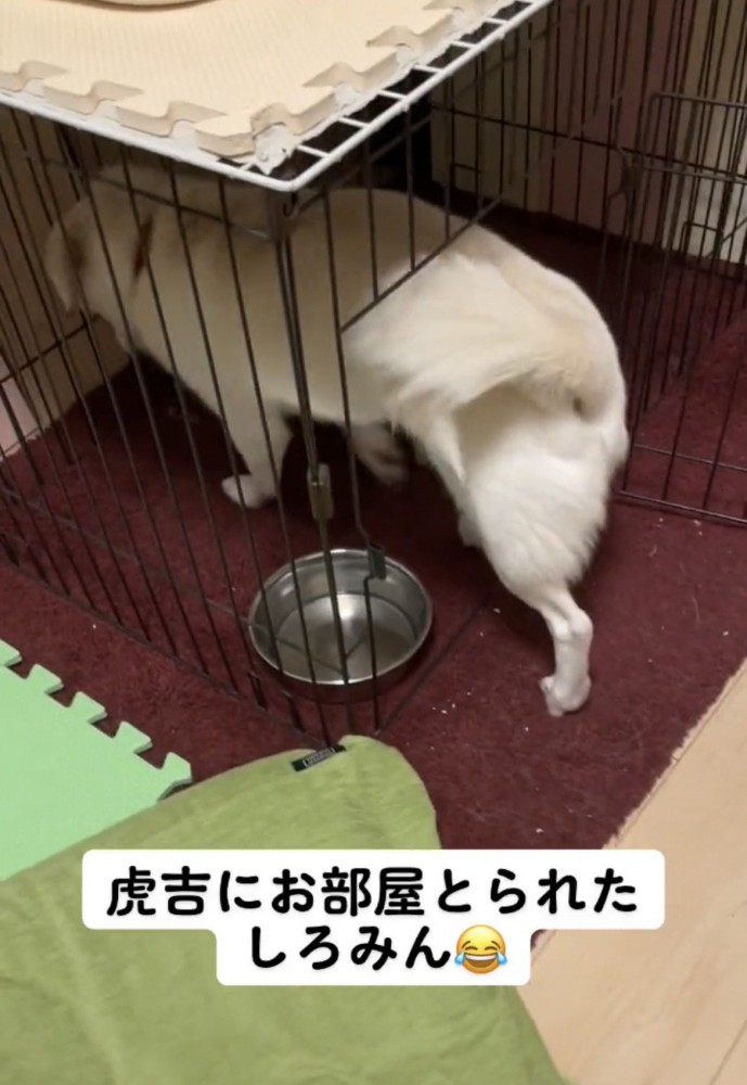 ケージの奥へ入る犬
