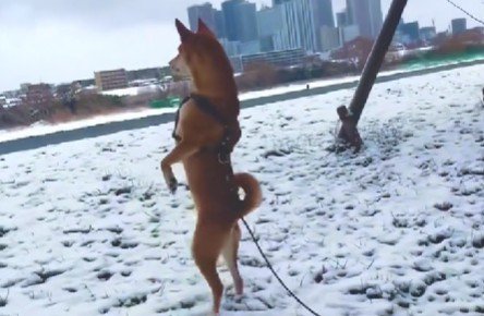 またまた直立不動の姿勢に