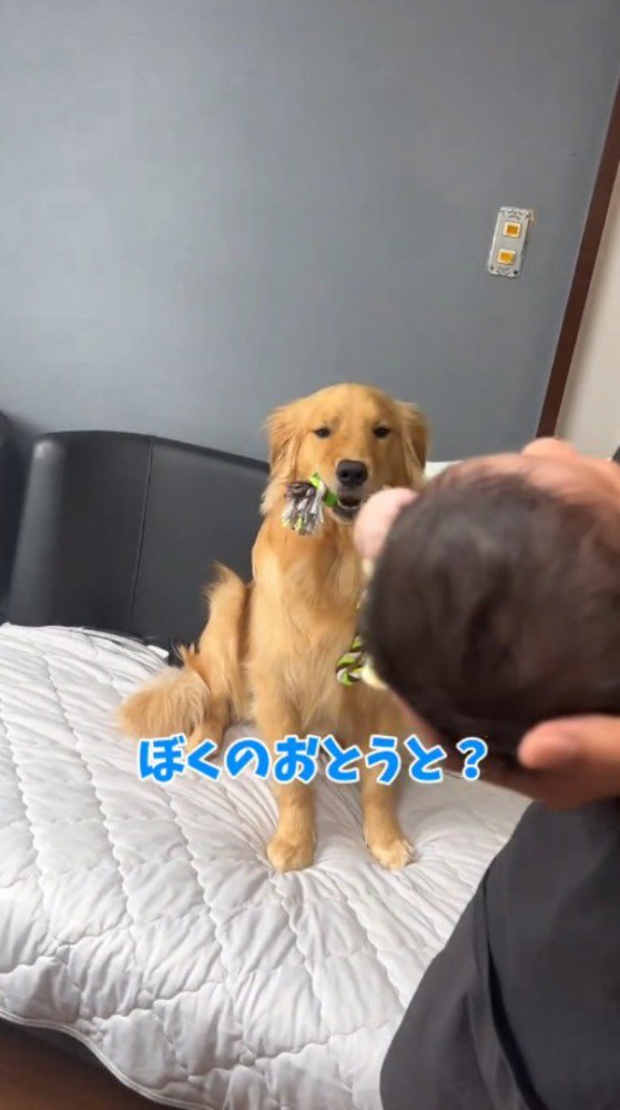 おもちゃを咥えたまま赤ちゃんを見つめる犬