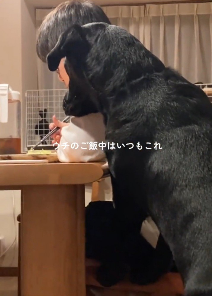 食事をしている家族に体をくっつける犬