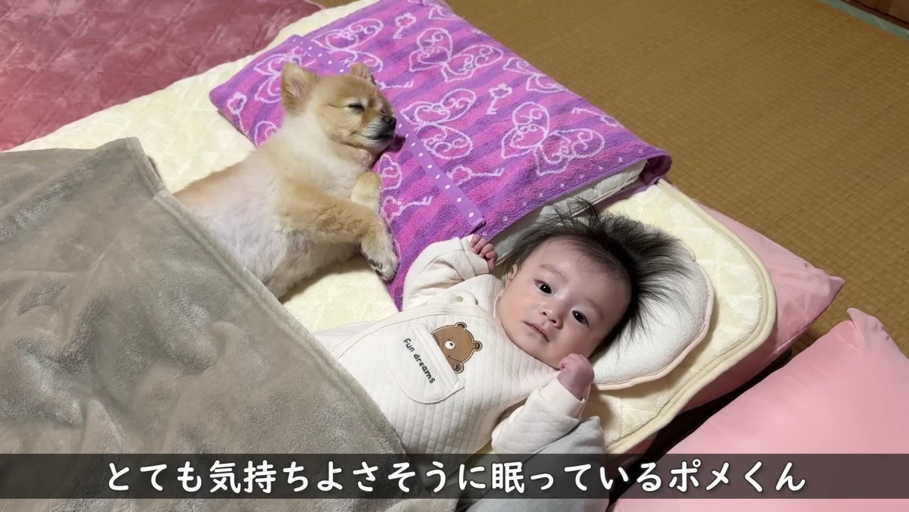 ポメくんはスヤスヤ