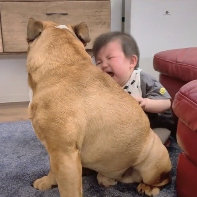 泣き顔を見せる赤ちゃんと犬