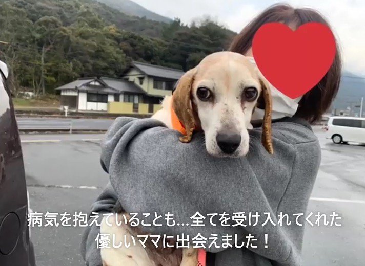 飼い主に抱っこされる犬