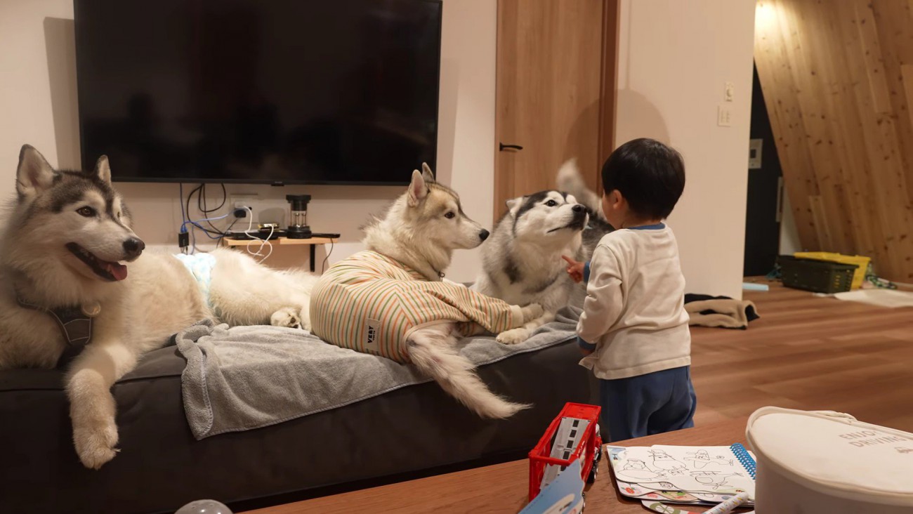 「こら！ダメだよ！」