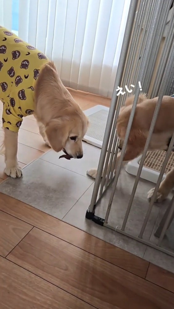 おやつが置かれていた場所に向かって前足を伸ばす弟犬