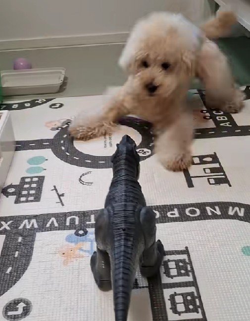 「これ以上来ないで！」