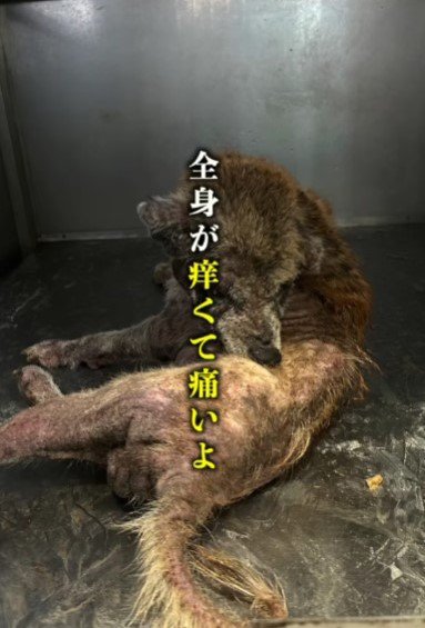 皮膚病を患いボロボロに…