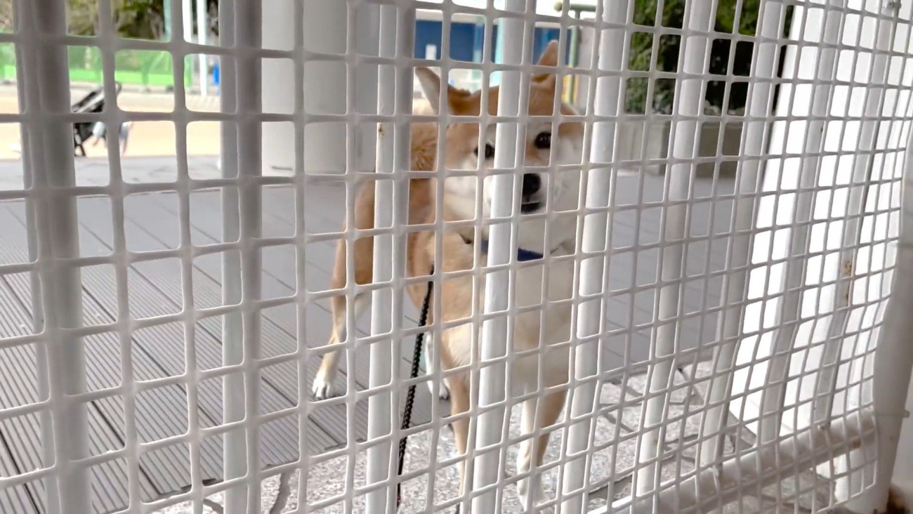 再び柵越しに見守る花子ちゃん