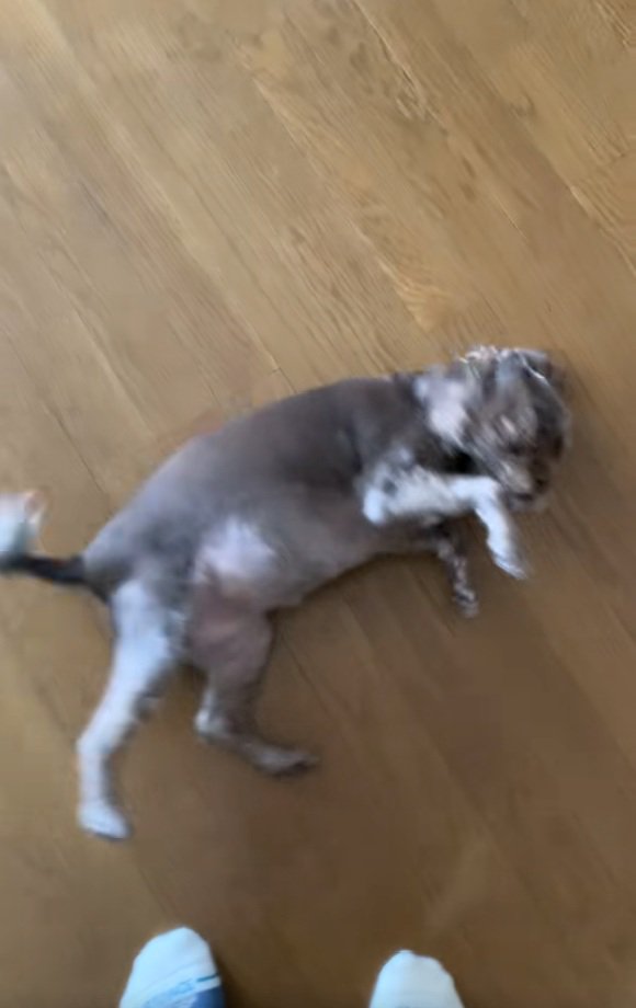 ひっくり返ろうとするペコちゃん