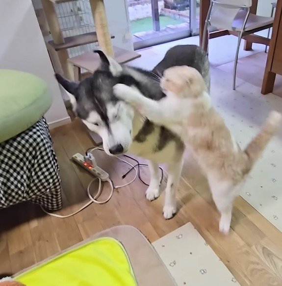 はっちゃんの顔に猫パンチ