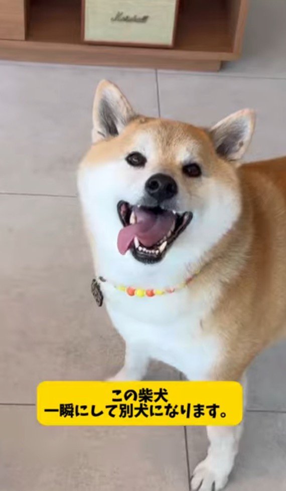 笑顔でカメラを見上げる犬