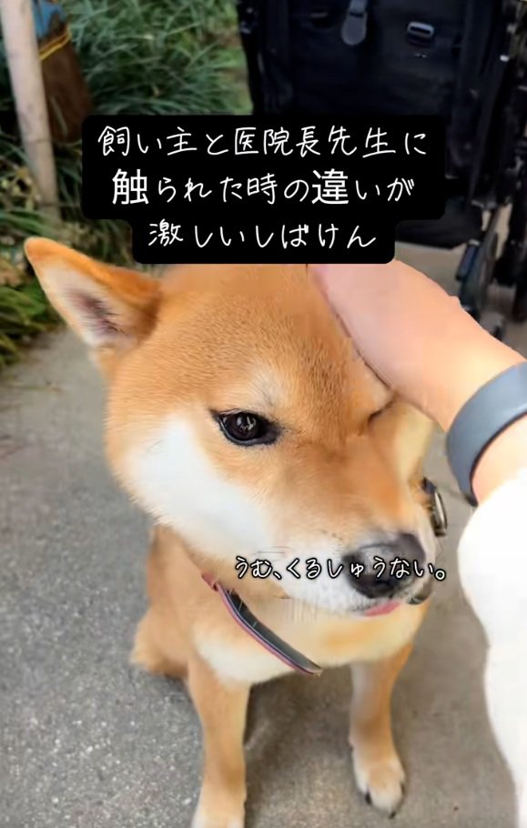 飼い主さんに撫でられるごんちゃん1