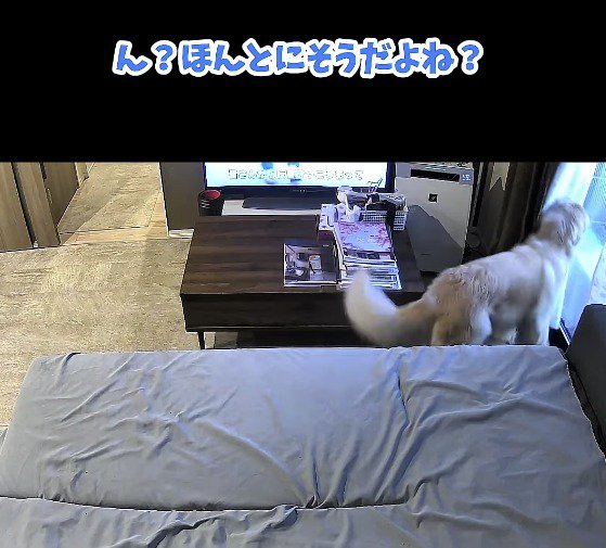 窓の外を確認する犬